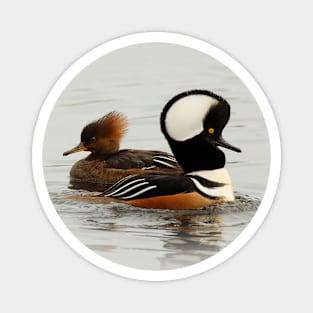 A Pair of Hooded Merganser Ducks Magnet